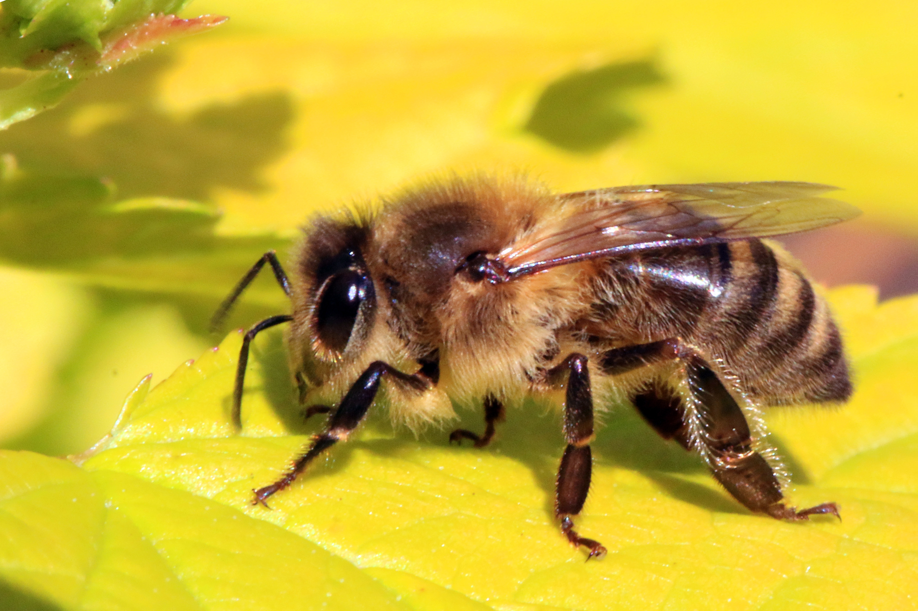 Вплоть до анафилактического шока: яд пчелы - один из самых опасных аллергенов 