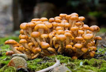Биолог Вишневский: от собранных в лесу грибов можно подхватить ботулизм